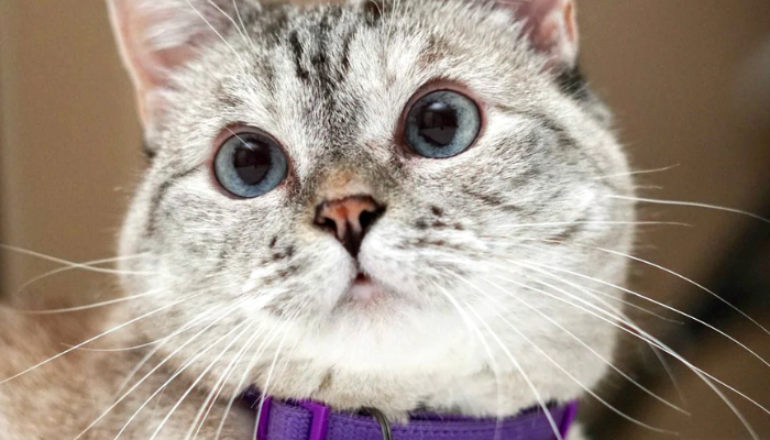 Meet Nala Cat: The Instagram Star With a Ton of FO - Tymoff