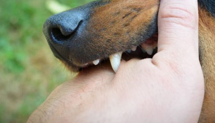 Bite Back Win Your Dog Attack Case with Legal Expertise