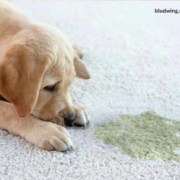 Pet Stains & Odors Why Professional Carpet Cleaning Is The Answer