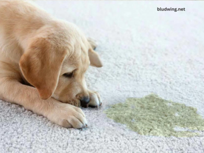 Pet Stains & Odors Why Professional Carpet Cleaning Is The Answer