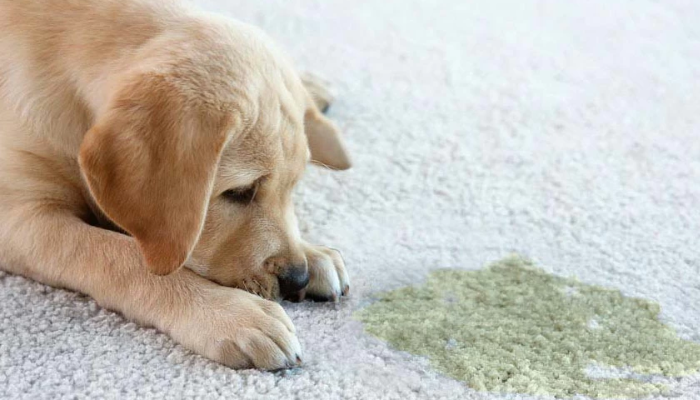 Pet Stains & Odors Why Professional Carpet Cleaning Is The Answer